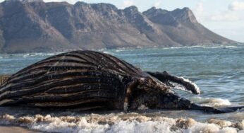 Dead Whale Washes Up on Purakkad Beach, Locals Say the Smell Is Too Much to Handle
